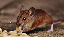 24 Hour & Emergency Exterminators in Fork, NC
